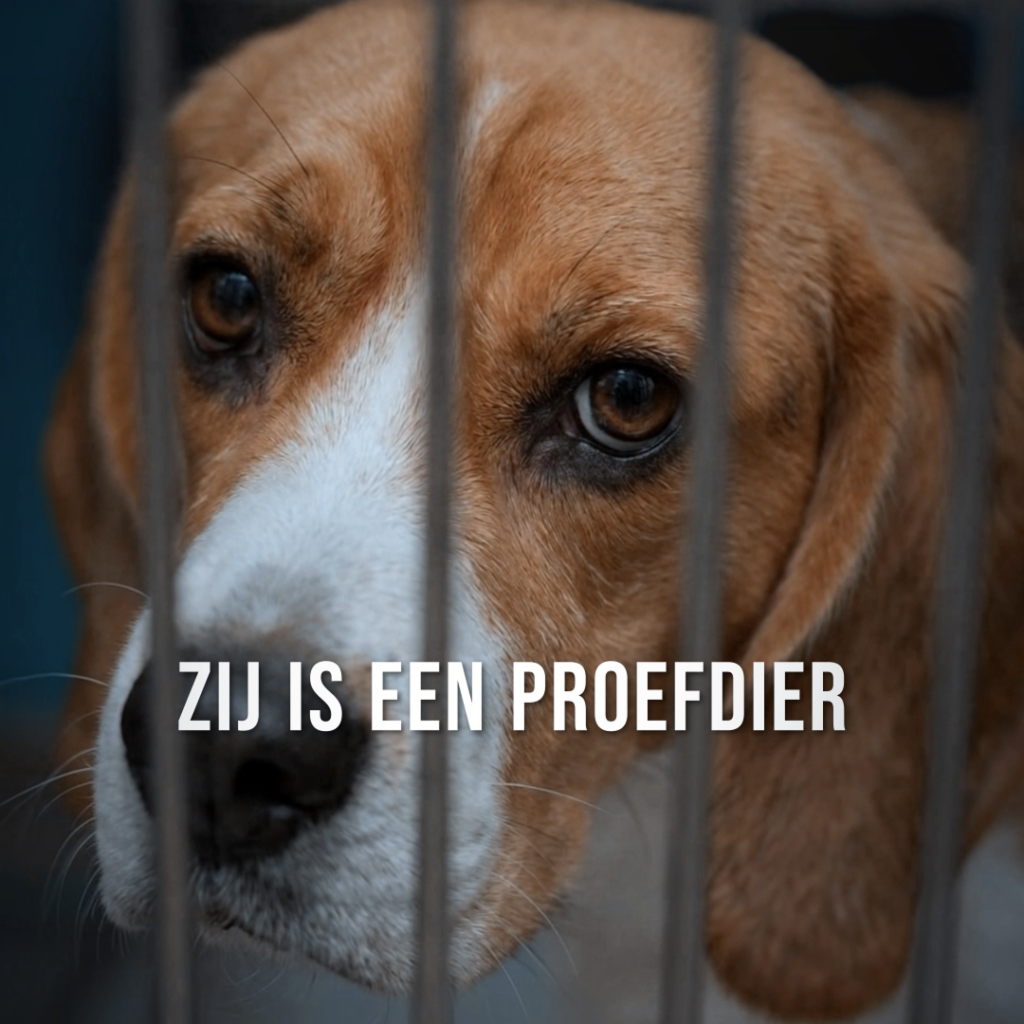 Proefdiervrij — 1 op de 8 social campagne